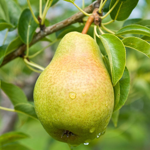 Pears