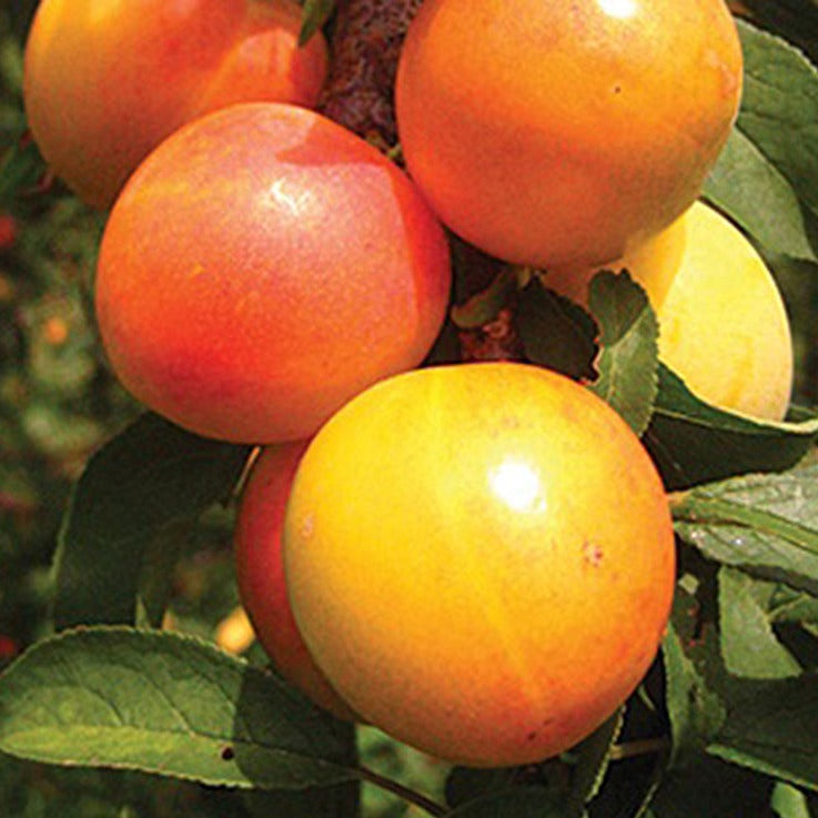 Plums