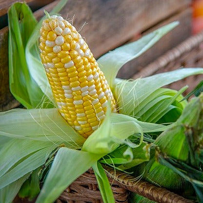 Sweet Corn