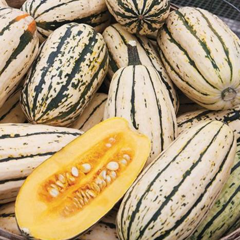 Delicata Squash