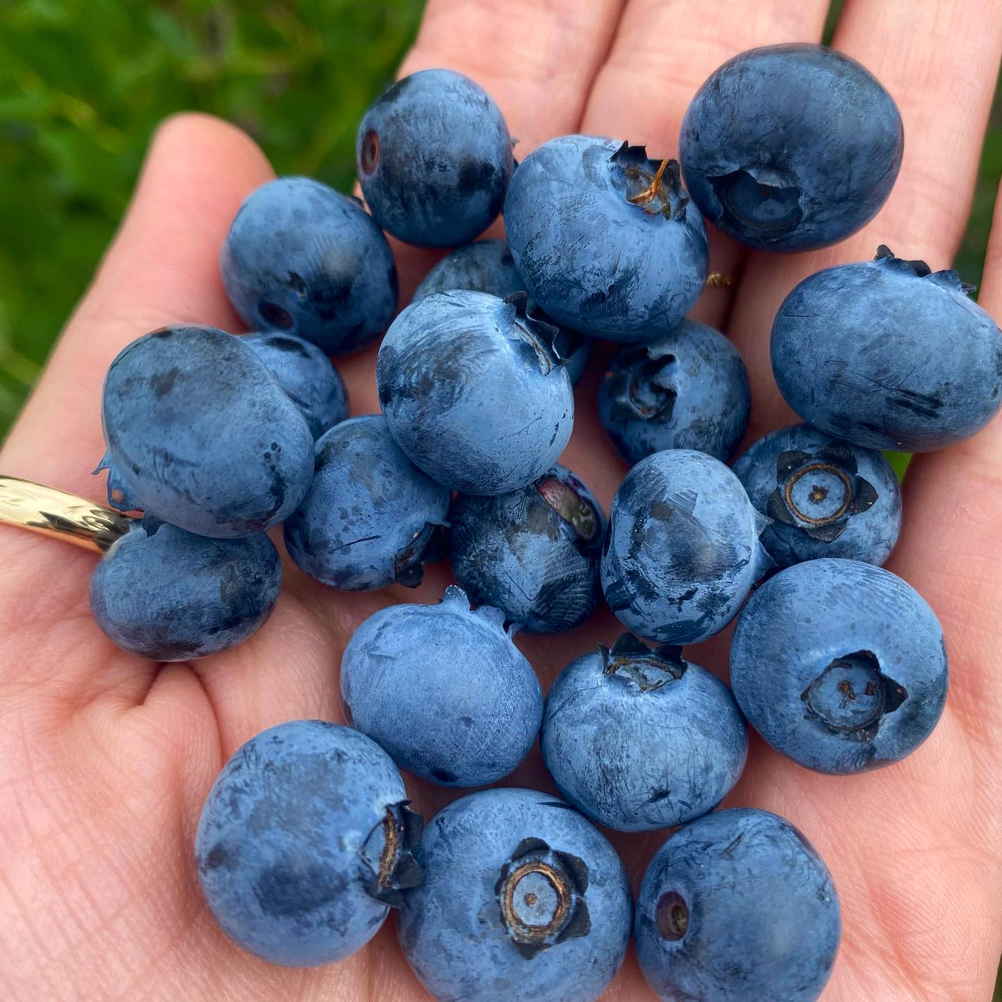 Blueberries