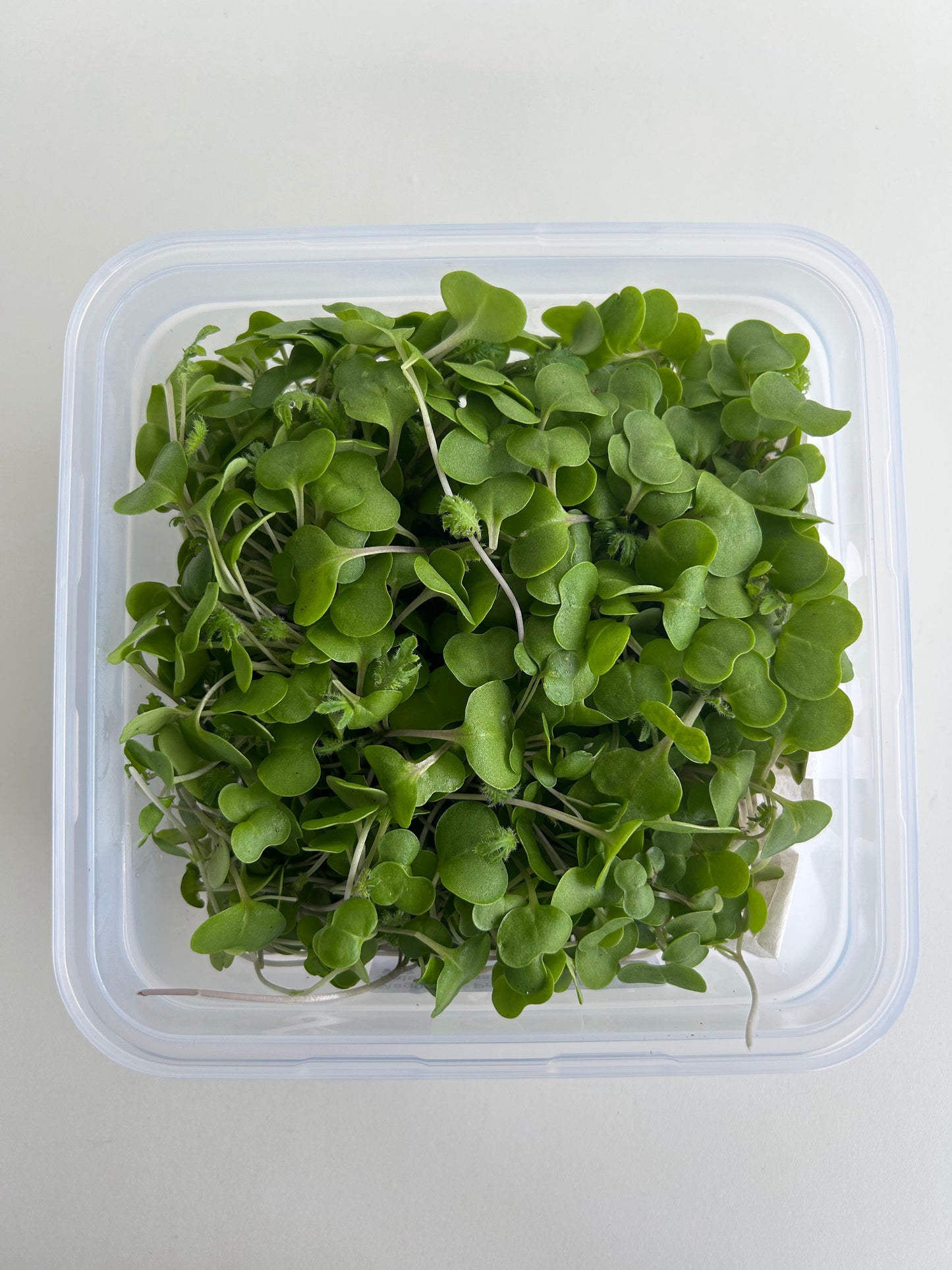 Kale