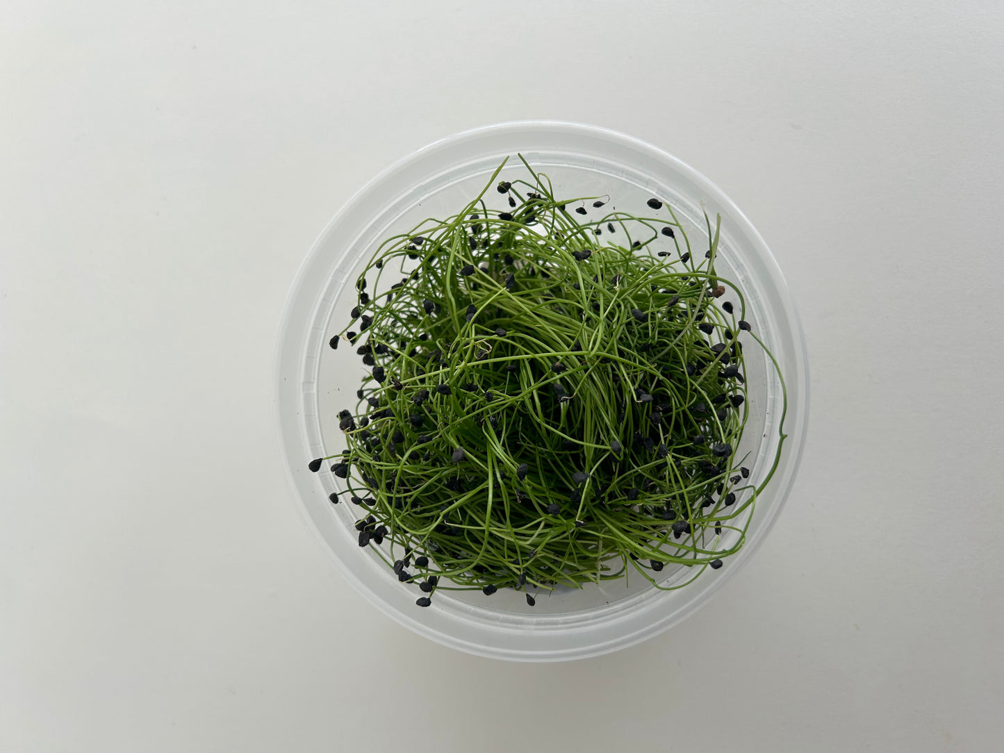 Garlic Chive