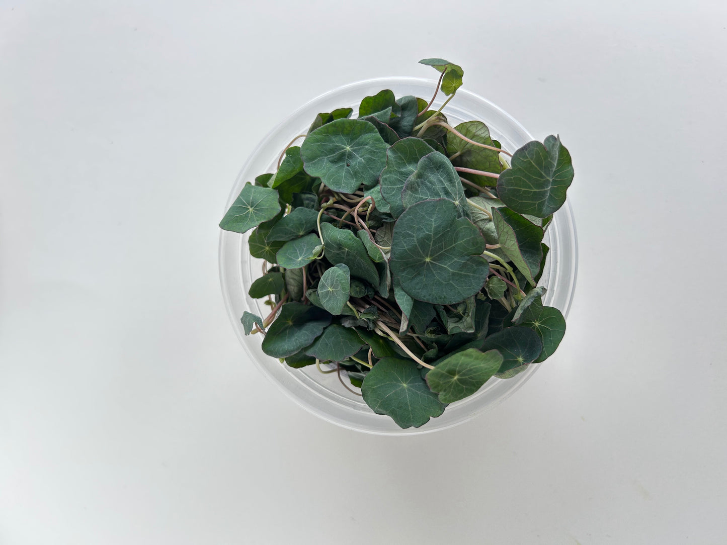 Nasturtium