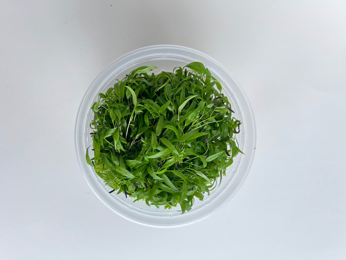 Chervil