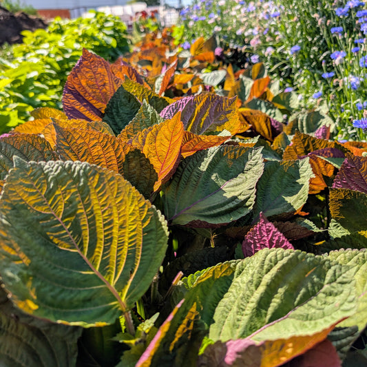 Shiso Perilla Leaf