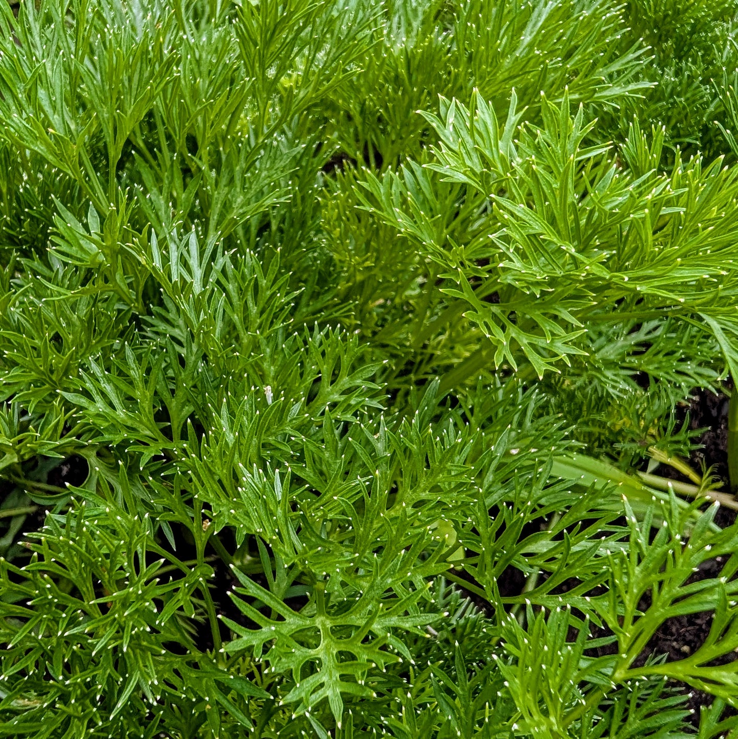 Menuette Parsley