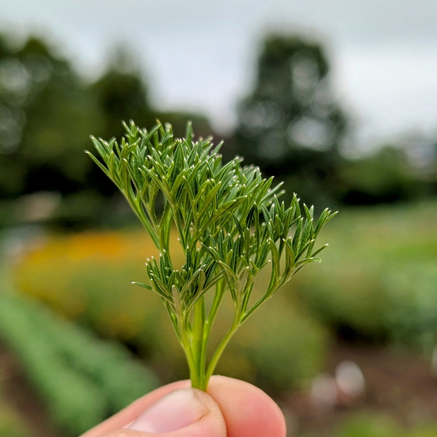 Menuette Parsley