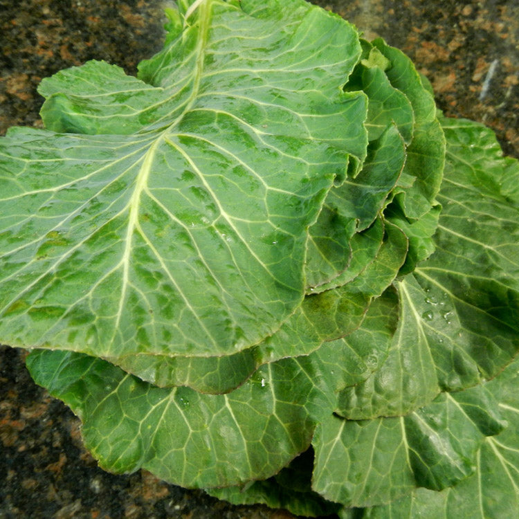 Collard Greens