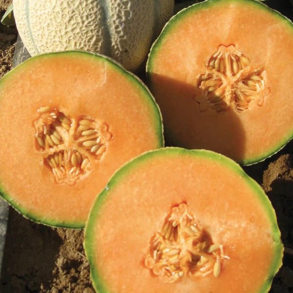 Sugar Cube Melon