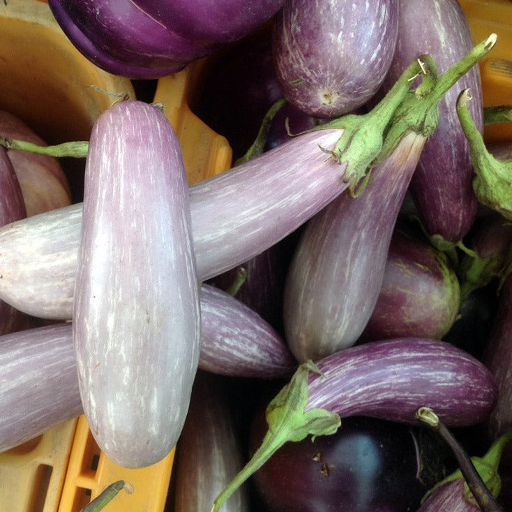 Eggplant