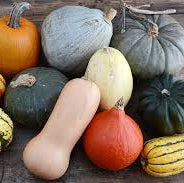 Farmer's Pick Squash