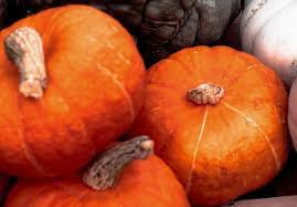 Farmer's Pick Squash