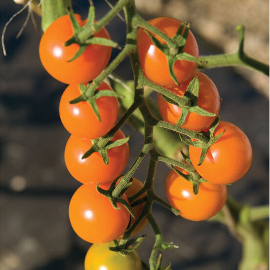 Sungold Cherry Tomatoes