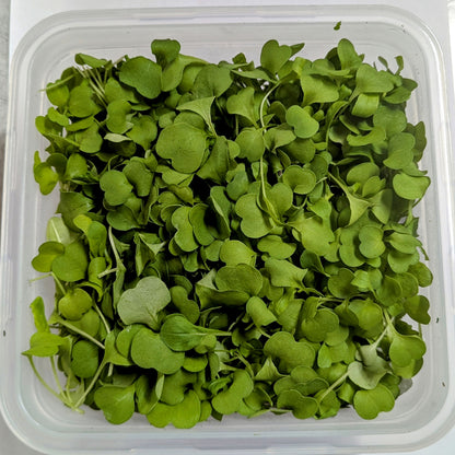 Arugula