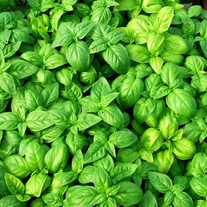 Basil