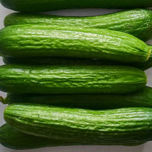 Cucumber