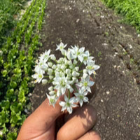 Garlic Chive Flowers