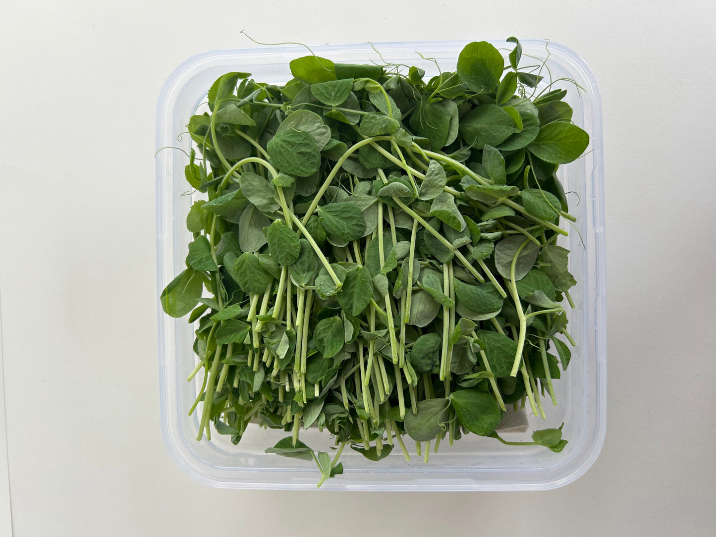 Pea Shoot