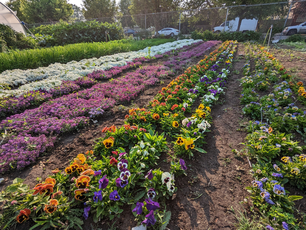About us – Closed Loop Farms