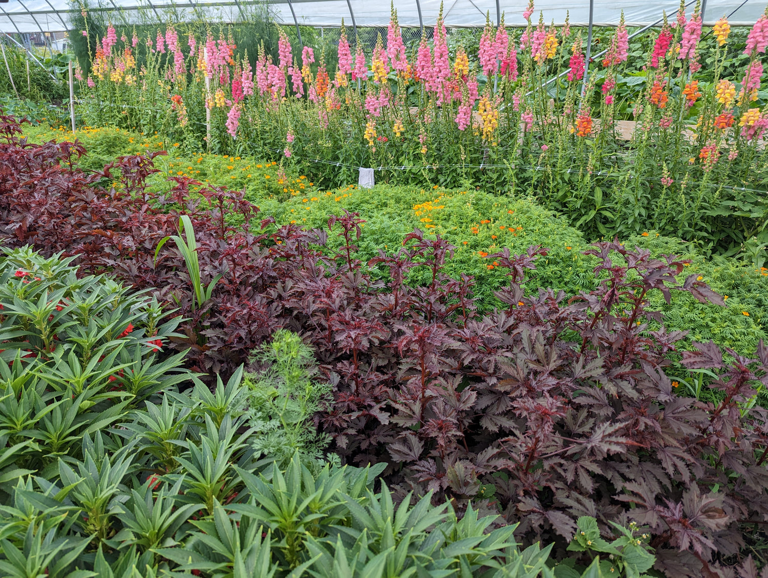 Our Mission – Closed Loop Farms