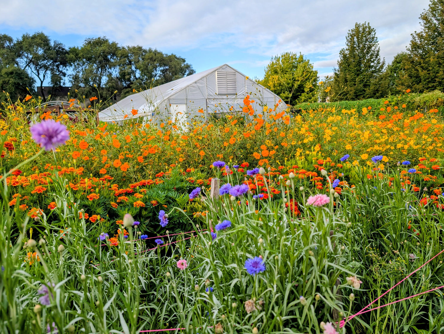 Wholesale – Closed Loop Farms