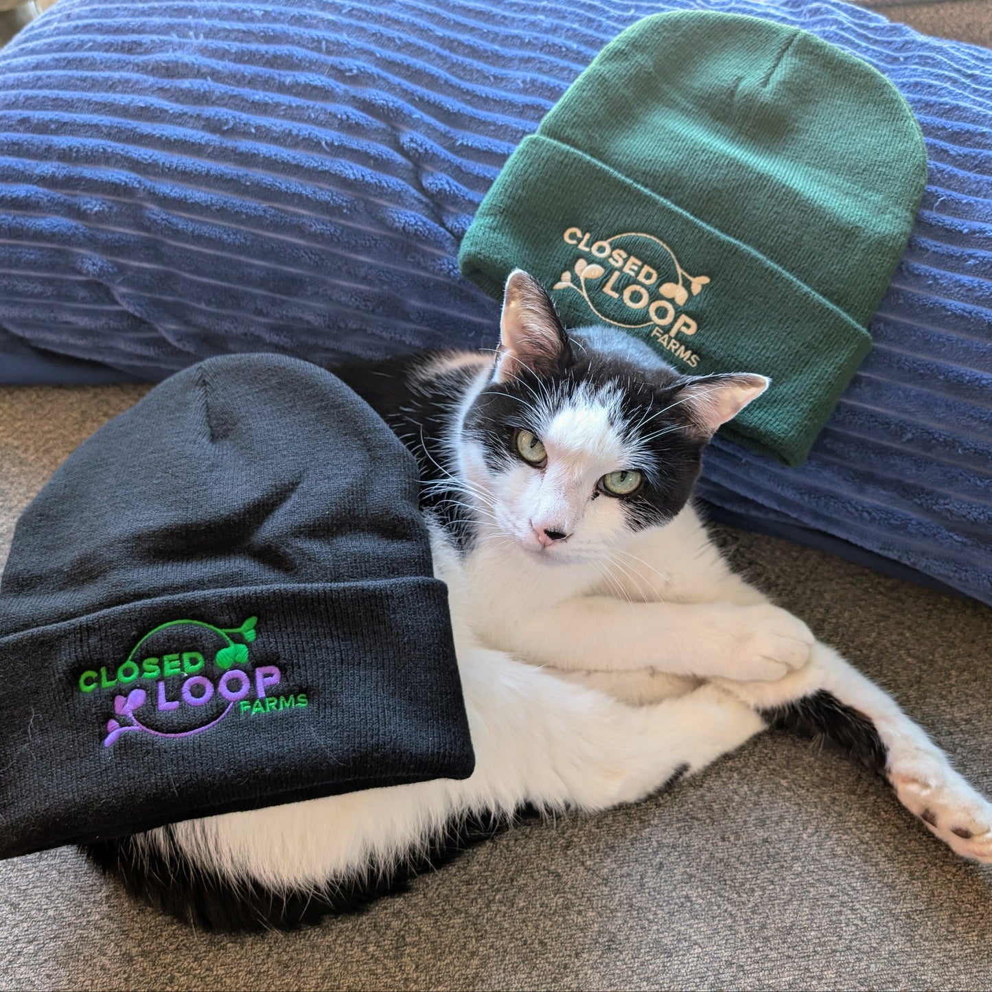 Cat wearing a green beanie with 'Closed Loop' branding, lying on a blue pillow.