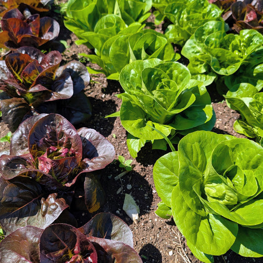 Salad Greens