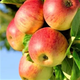 Apples