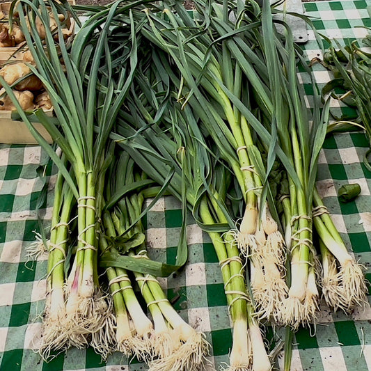 Green Garlic