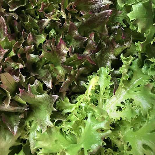 Fresh aquaponic lettuce greens for salads grown in Chicago's South Side