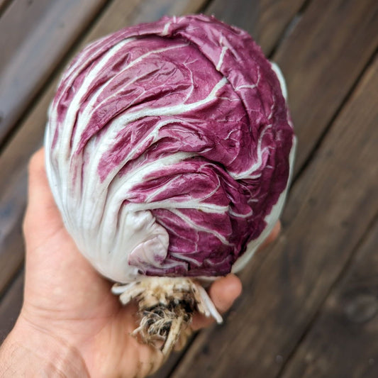 Radicchio