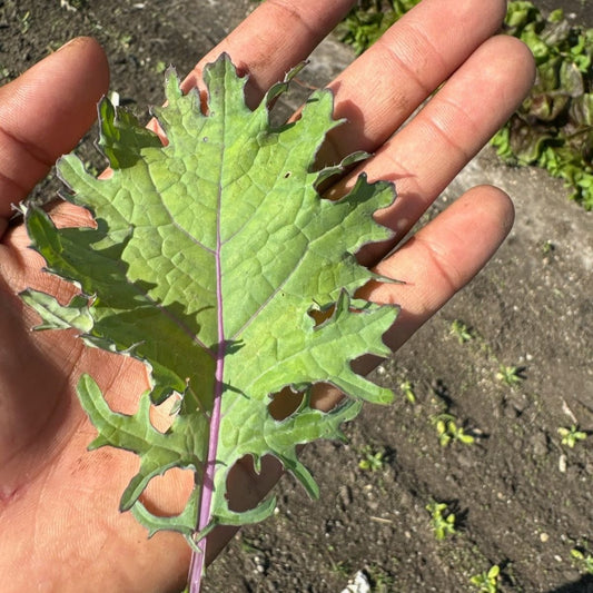 Salad Kale