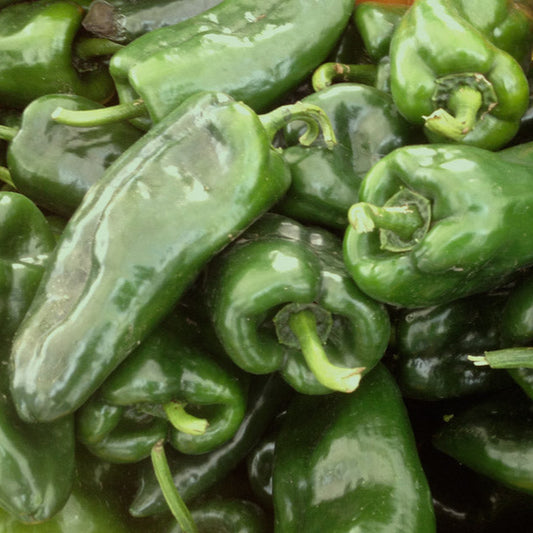 Poblano Pepper