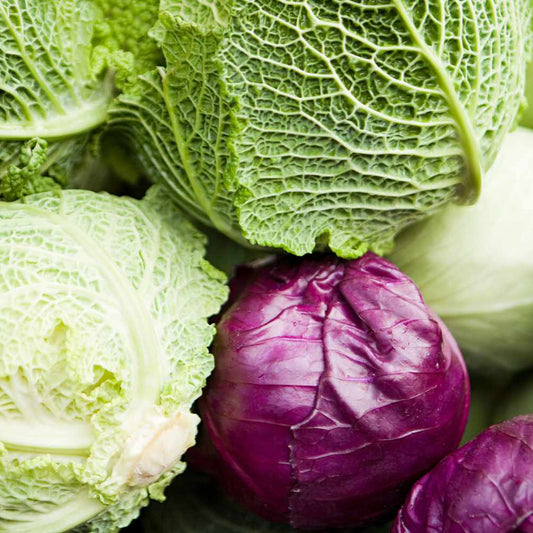 Cabbage Head